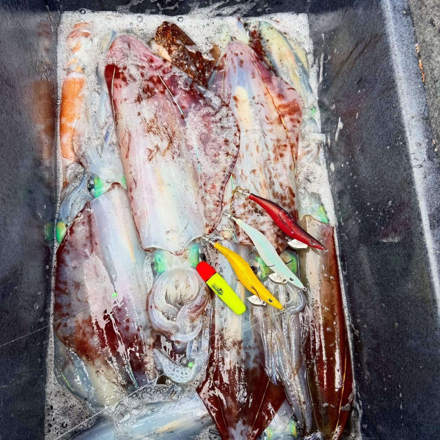 Inku Egi Float
